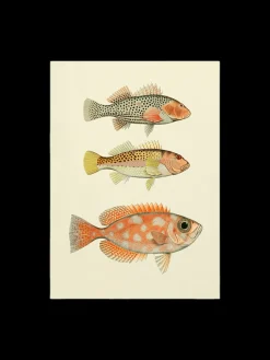 Søstrene Grene Plakat 50 X 70